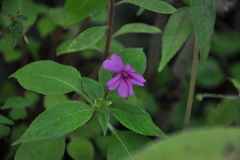 Impatiens gardneriana